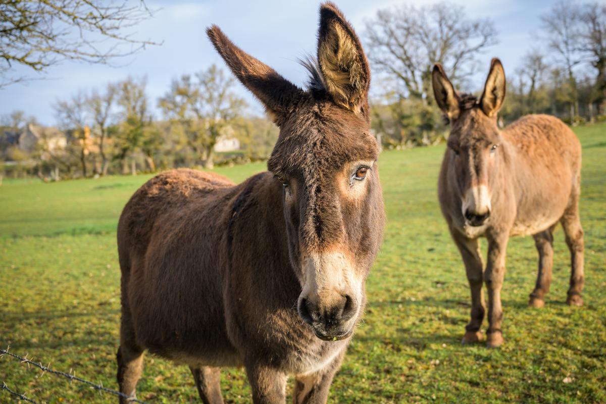 Curiosidades de los burros