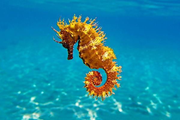 ¿El caballito de mar es un pez?