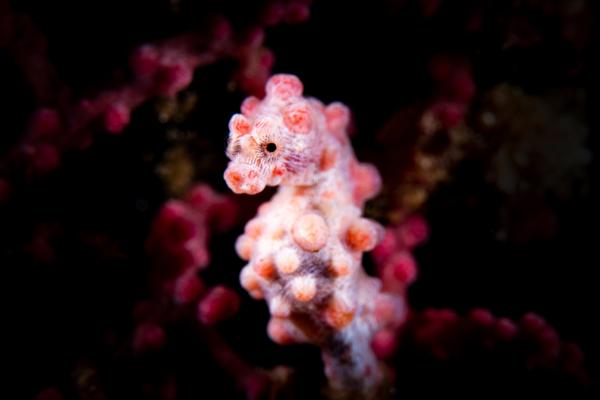 ¿El caballito de mar es un pez? - ¿El caballito de mar es un pez o no?