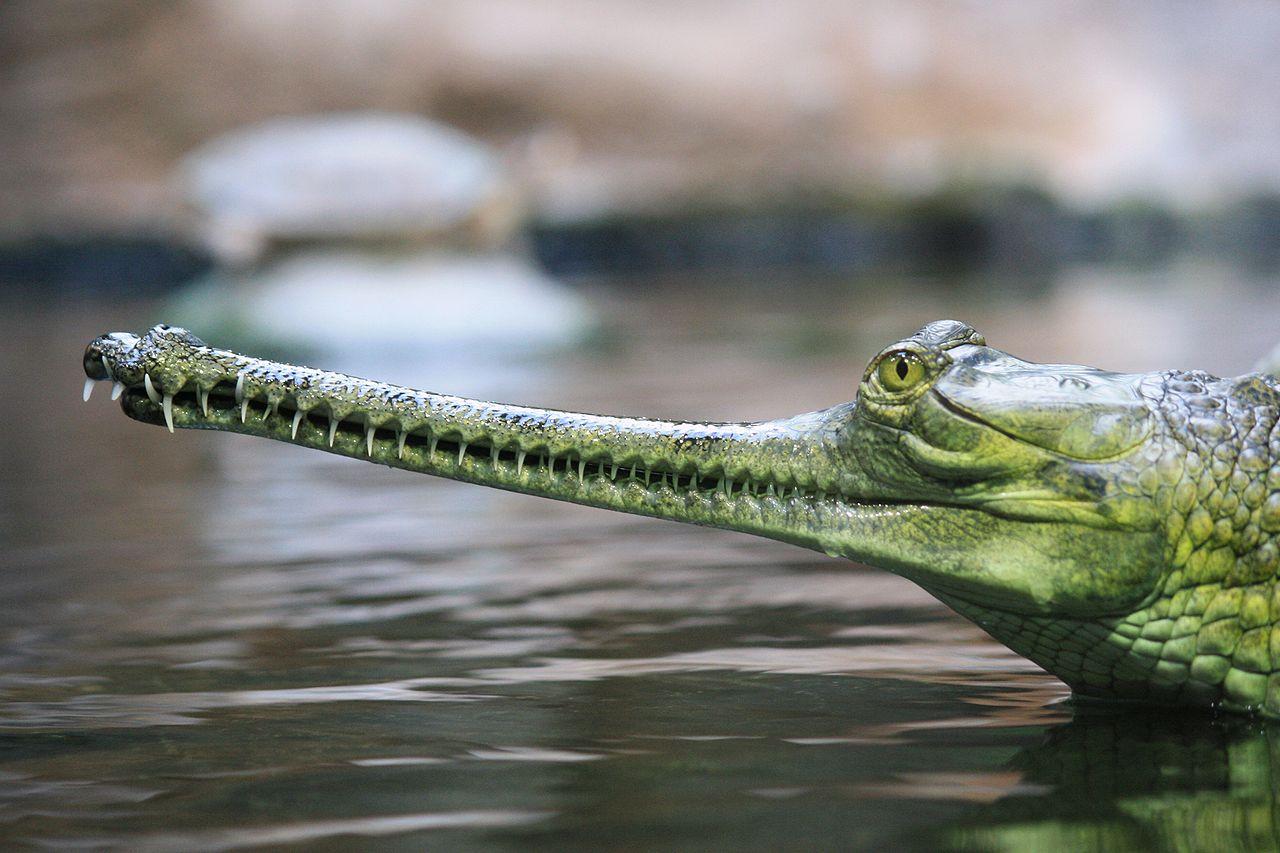 Animales piscívoros: qué son, características y ejemplos - Resumen con ...