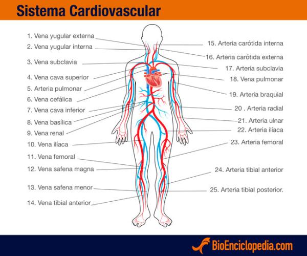 Sistema Cardiovascular - Partes del sistema cardiovascular 