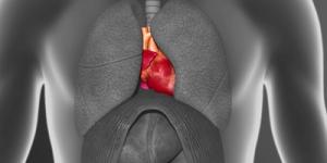 Sistema Cardiovascular