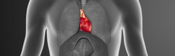 Sistema Cardiovascular