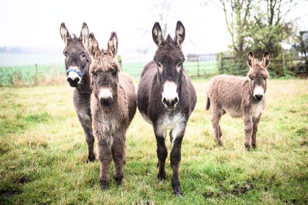 Curiosidades de los burros - Son animales sociales y empáticos