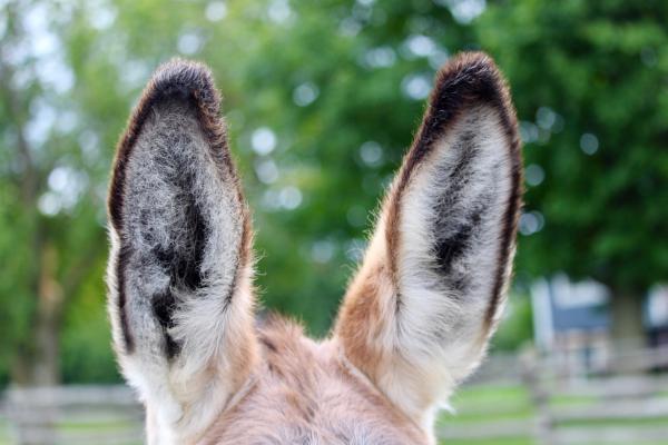 Curiosidades de los burros - Su sentido del oído está muy desarrollado