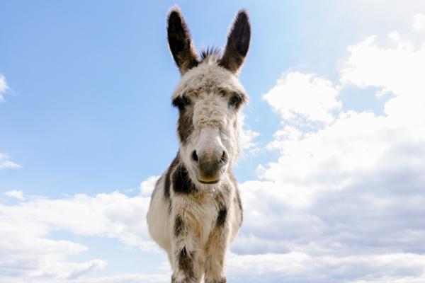 Curiosidades de los burros - Tienen muy buena memoria 