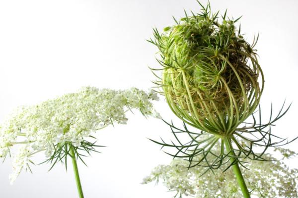 Zanahoria - Distribución de la zanahoria