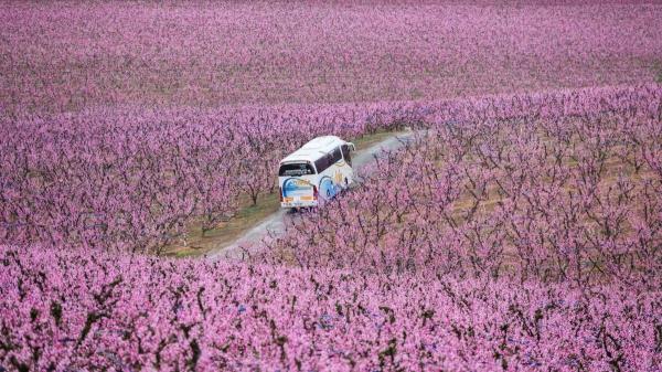 Ni Japón ni el Valle del Jerte: así es el “mar rosa” de Lleida, la espectacular floración de los frutales en primavera - Aitona, el pueblo que convirtió la floración de melocotoneros en una experiencia