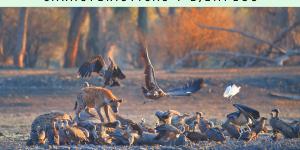 Animales carroñeros: qué son, características y ejemplos