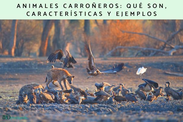 Animales carroñeros: qué son, características y ejemplos