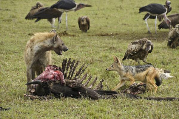 Animales carroñeros: qué son, características y ejemplos - Características de los animales carroñeros