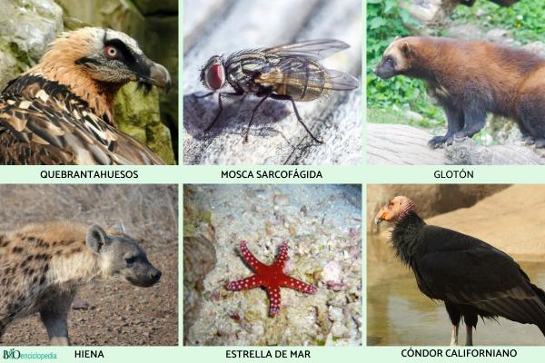 Animales carroñeros: qué son, características y ejemplos - Ejemplos de animales carroñeros 