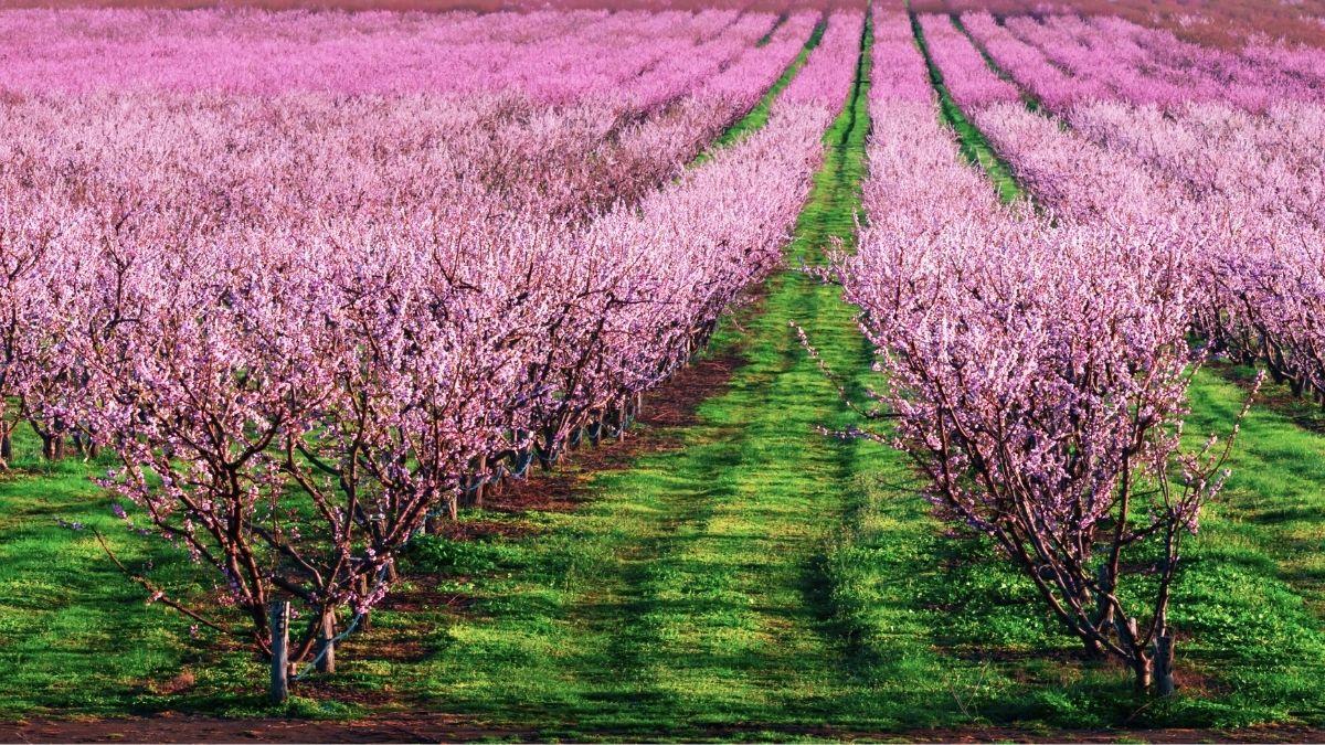 Ni Japón ni el Valle del Jerte: así es el “mar rosa” de Lleida, la espectacular floración de los frutales en primavera