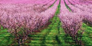 Ni Japón ni el Valle del Jerte: así es el “mar rosa” de Lleida, la espectacular floración de los frutales en primavera