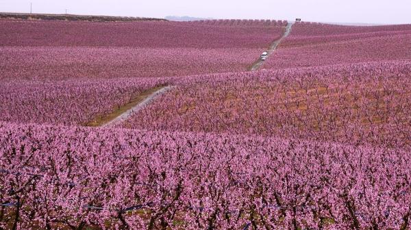 Ni Japón ni el Valle del Jerte: así es el “mar rosa” de Lleida, la espectacular floración de los frutales en primavera - Un paisaje efímero que tiñe de rosa el Segrià