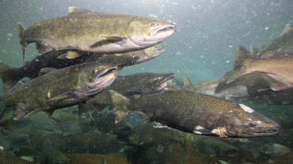 El salmón desaparece de los ríos del norte de España: Navarra y País Vasco ya están en alerta - Cada vez vuelven menos salmones a los ríos del norte