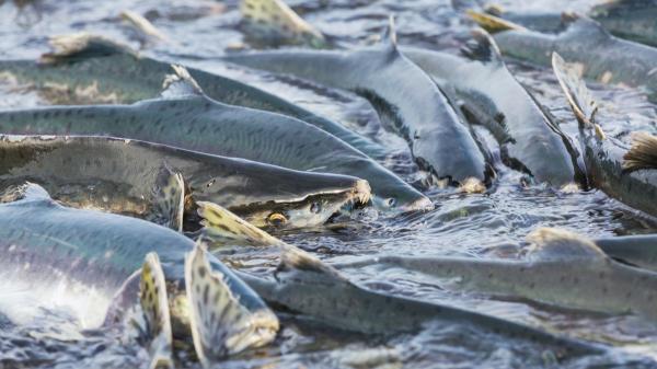 El salmón desaparece de los ríos del norte de España: Navarra y País Vasco ya están en alerta - El Bidasoa ya refleja la crisis del salmón en el norte de España