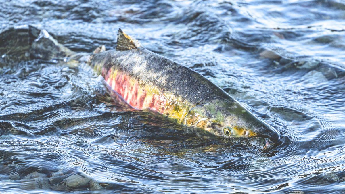 El salmón desaparece de los ríos del norte de España: Navarra y País Vasco ya están en alerta