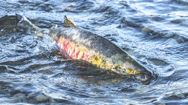 El salmón desaparece de los ríos del norte de España: Navarra y País Vasco ya están en alerta