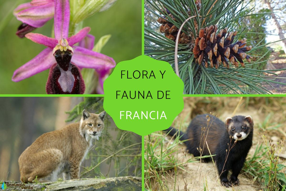 Flora y fauna de Francia