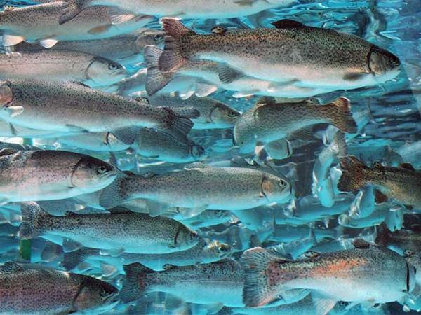 Trucha - Características