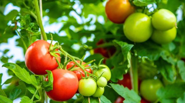 Qué plantar al lado de los tomates para que crezcan más sanos y grandes - Cómo colocar estas plantas para obtener mejores resultados