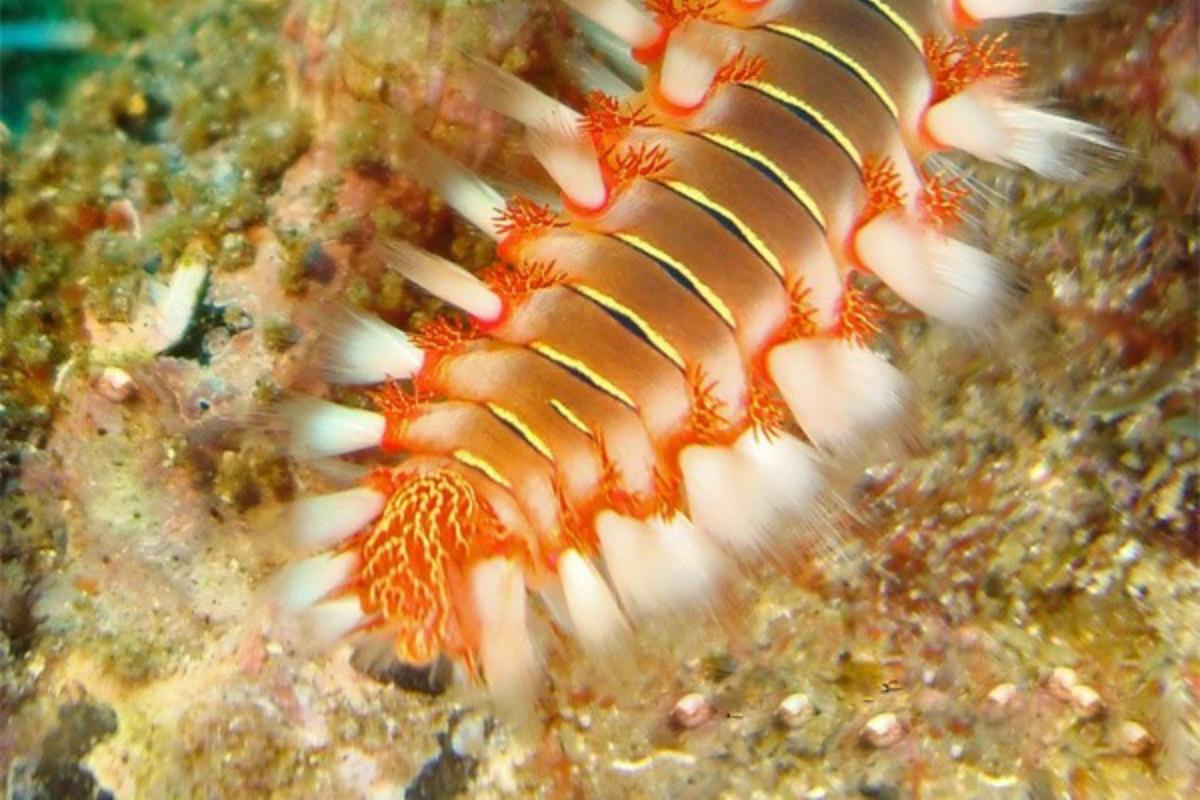 Gusano de fuego: características, hábitat y alimentación