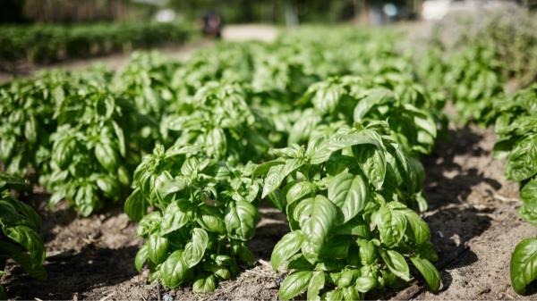 Qué plantar al lado de los tomates para que crezcan más sanos y grandes - La albahaca, una de las mejores compañeras para los tomates