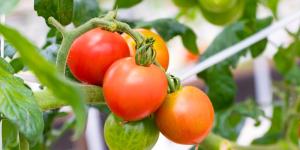 Qué plantar al lado de los tomates para que crezcan más sanos y grandes