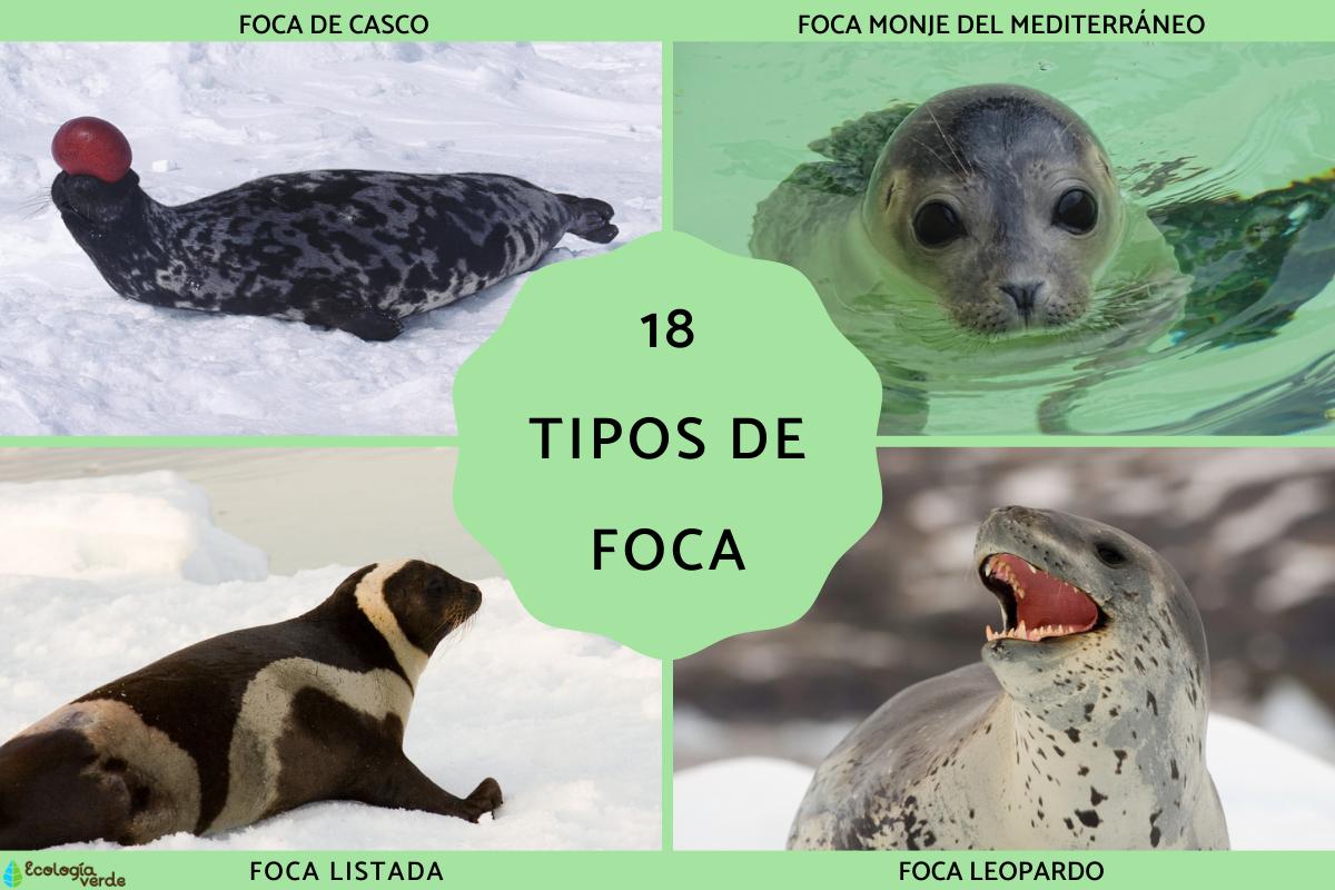 Tipos de focas
