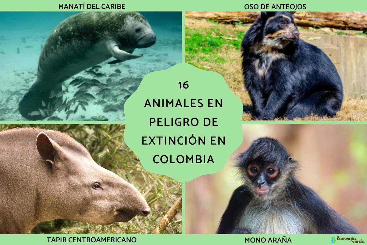 Animales en peligro de extinción en Colombia