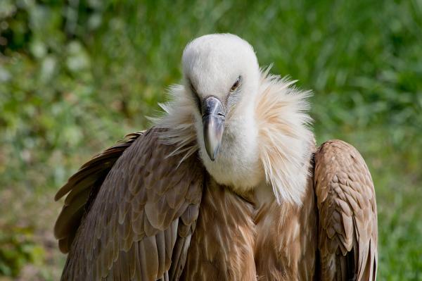 Buitre leonado