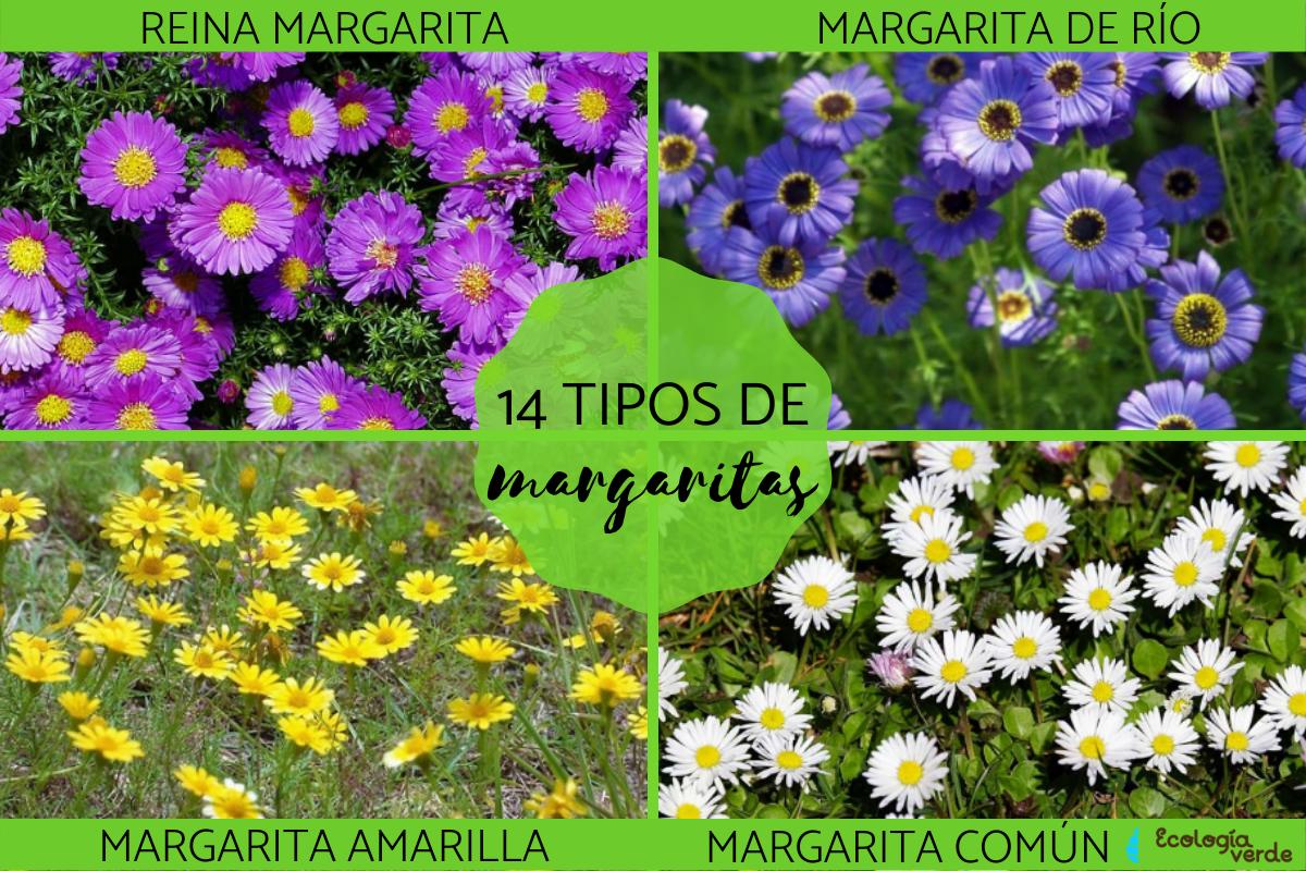 Tipos de margaritas