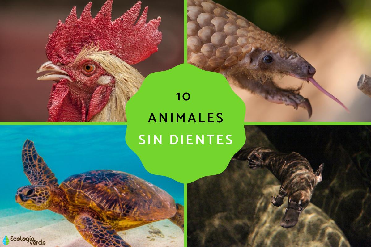 Animales sin dientes