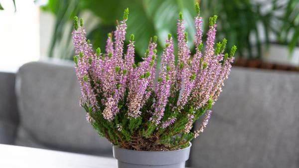 Ni geranios ni pensamientos: la planta que puedes plantar en septiembre y florece durante el otoño - Busca un lugar luminoso, pero evita el calor más intenso