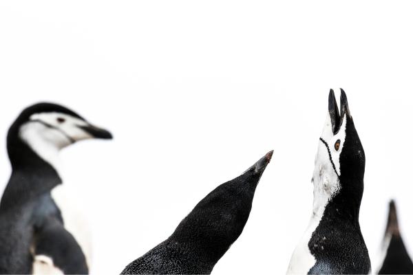 Pingüino barbijo - Características del pingüino barbijo