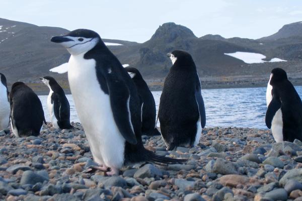 Pingüino barbijo - Comportamiento del pingüino barbijo 