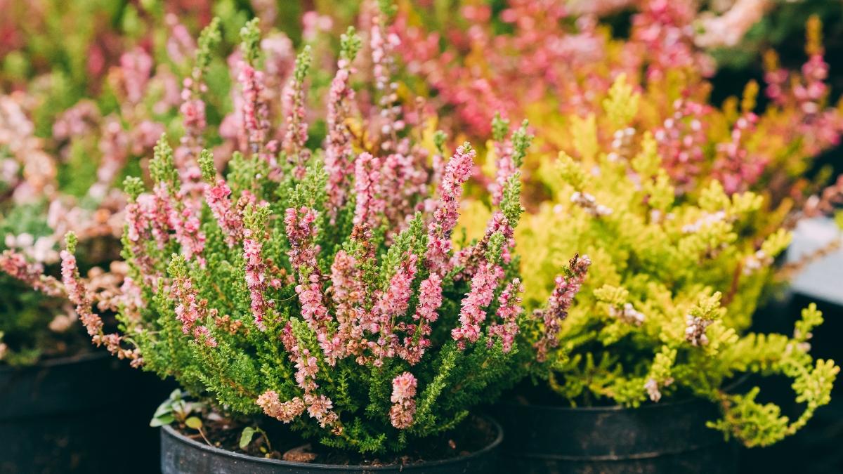 Ni geranios ni pensamientos: la planta que puedes plantar en septiembre y florece durante el otoño