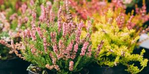 Ni geranios ni pensamientos: la planta que puedes plantar en septiembre y florece durante el otoño