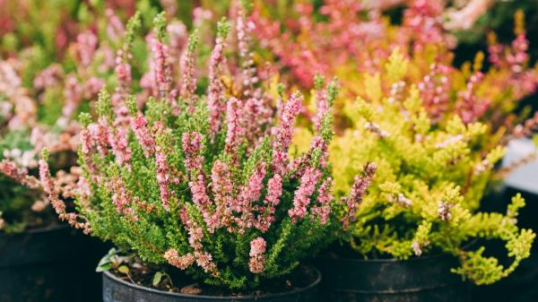 Ni geranios ni pensamientos: la planta que puedes plantar en septiembre y florece durante el otoño