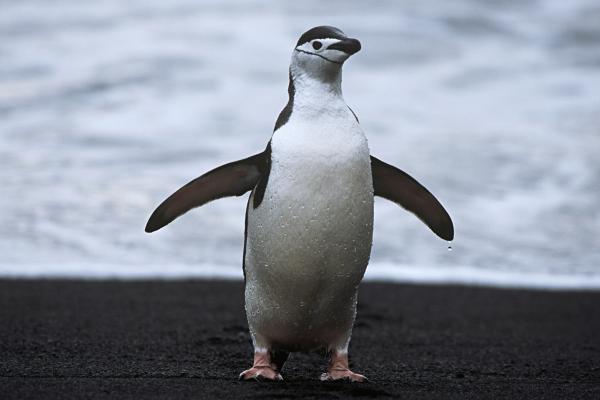Pingüino barbijo