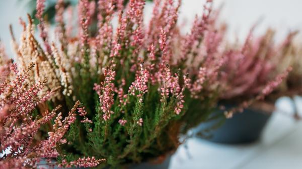 Ni geranios ni pensamientos: la planta que puedes plantar en septiembre y florece durante el otoño - Un sustrato para plantas acidófilas es una buena opción