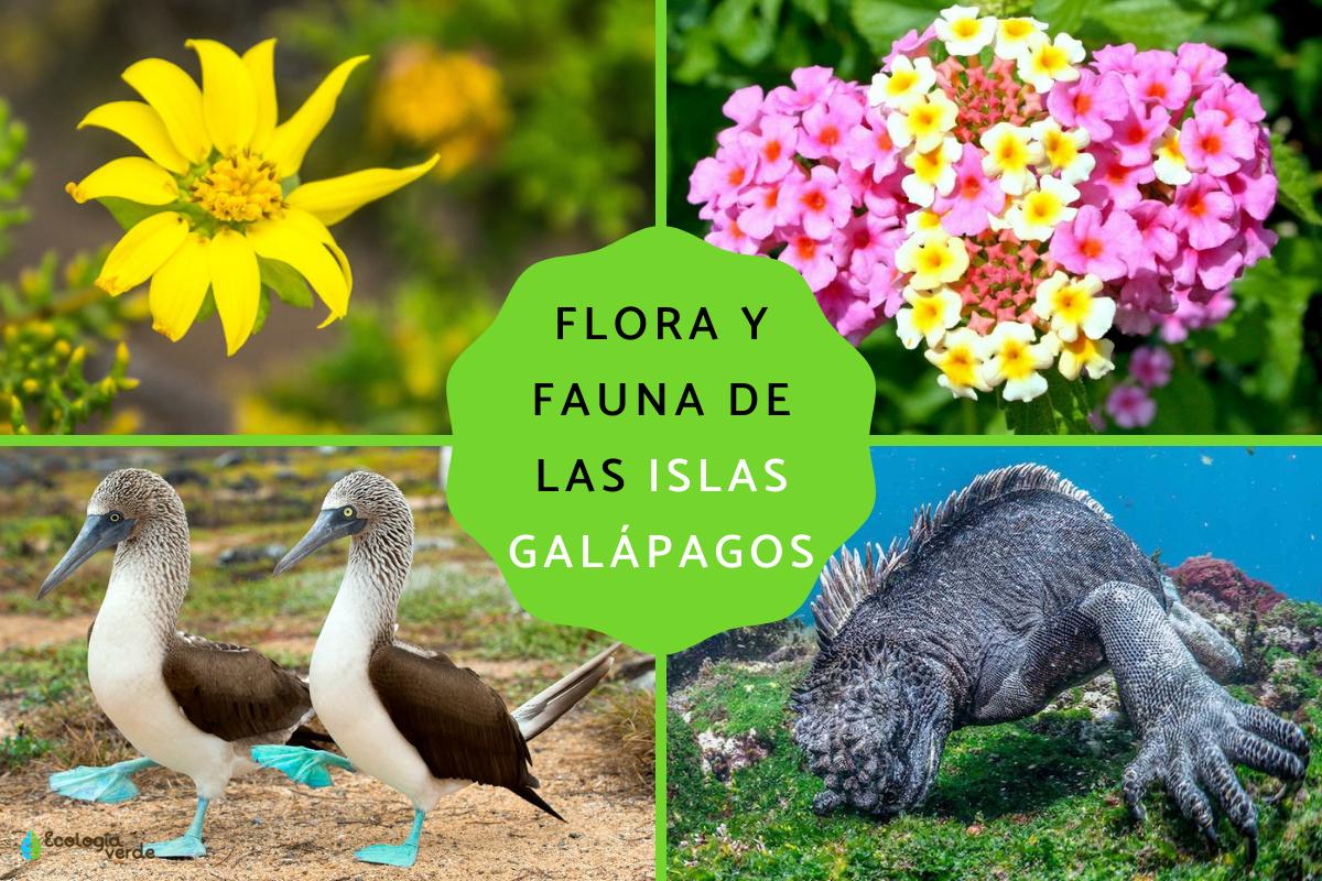 Flora y fauna de las Islas Galápagos