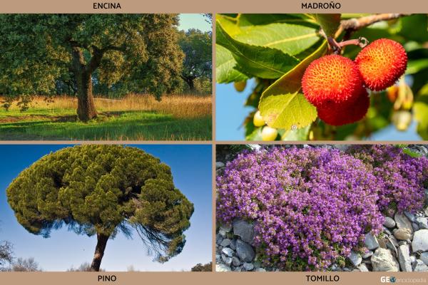 Río Besós - Flora y fauna del río Besós