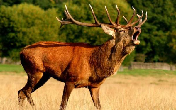 Las 12 Ramas de la Física Clásica y Moderna - Ramas de la física clásica