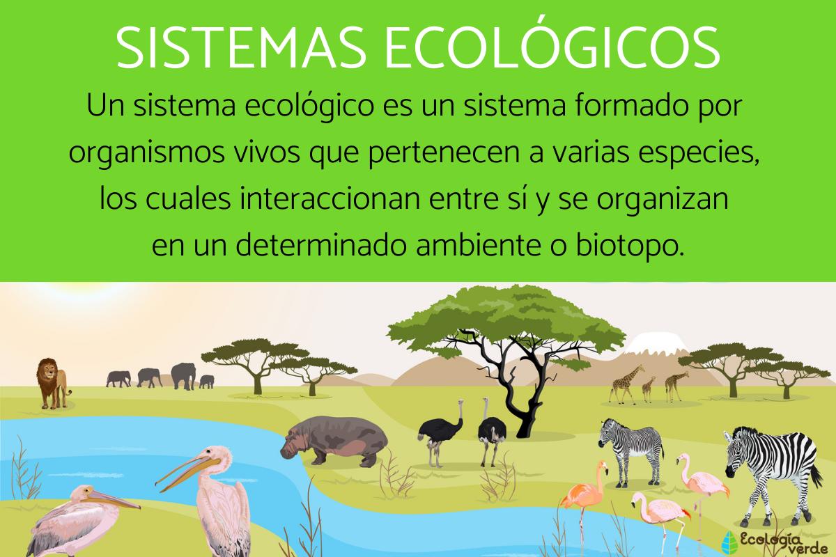 Sistemas ecológicos: qué son y ejemplos