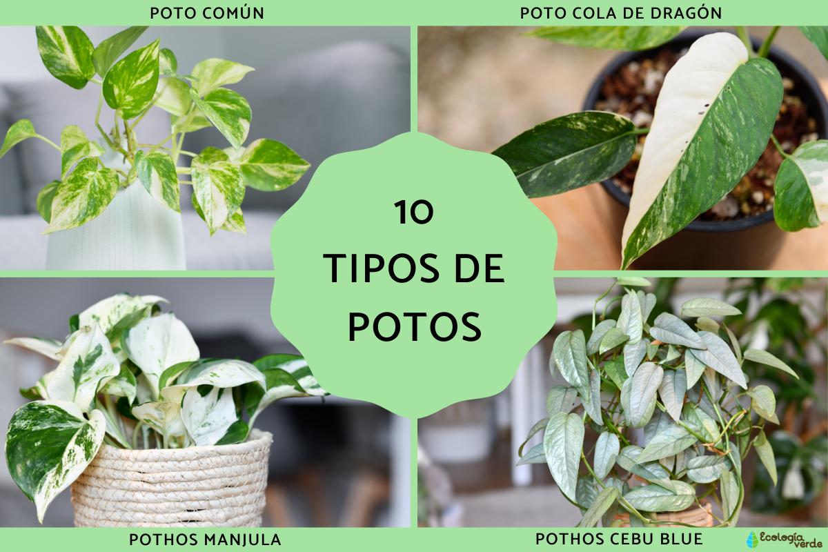 Tipos de potos