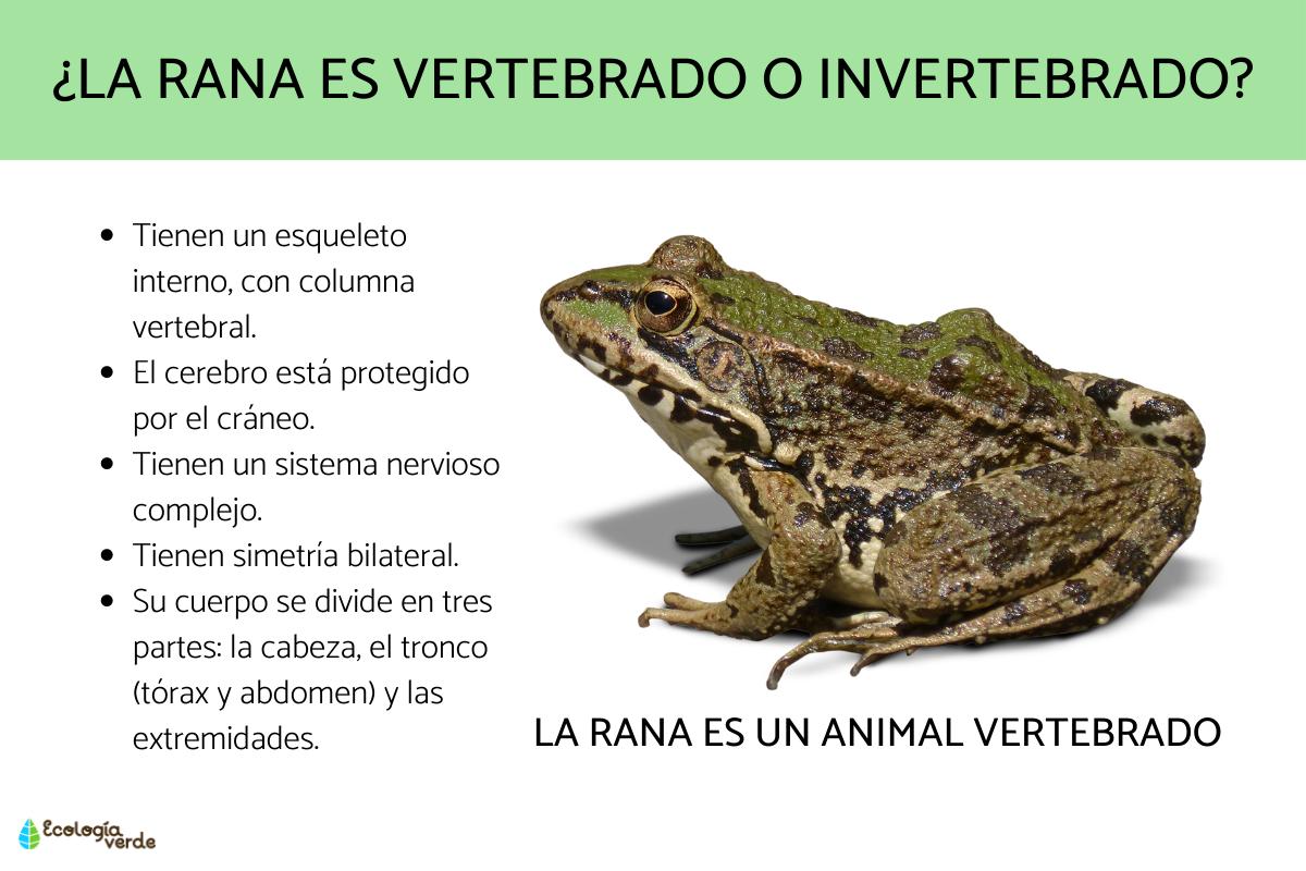 ¿La rana es vertebrado o invertebrado?