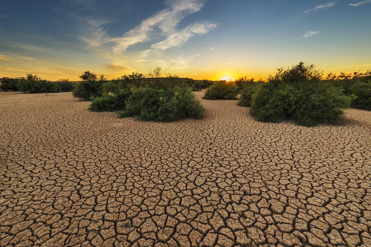 Degradación del suelo: qué es, causas y consecuencias