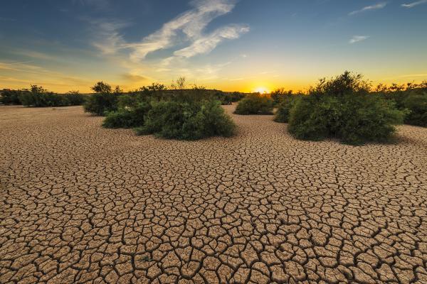 Degradación del suelo: qué es, causas y consecuencias
